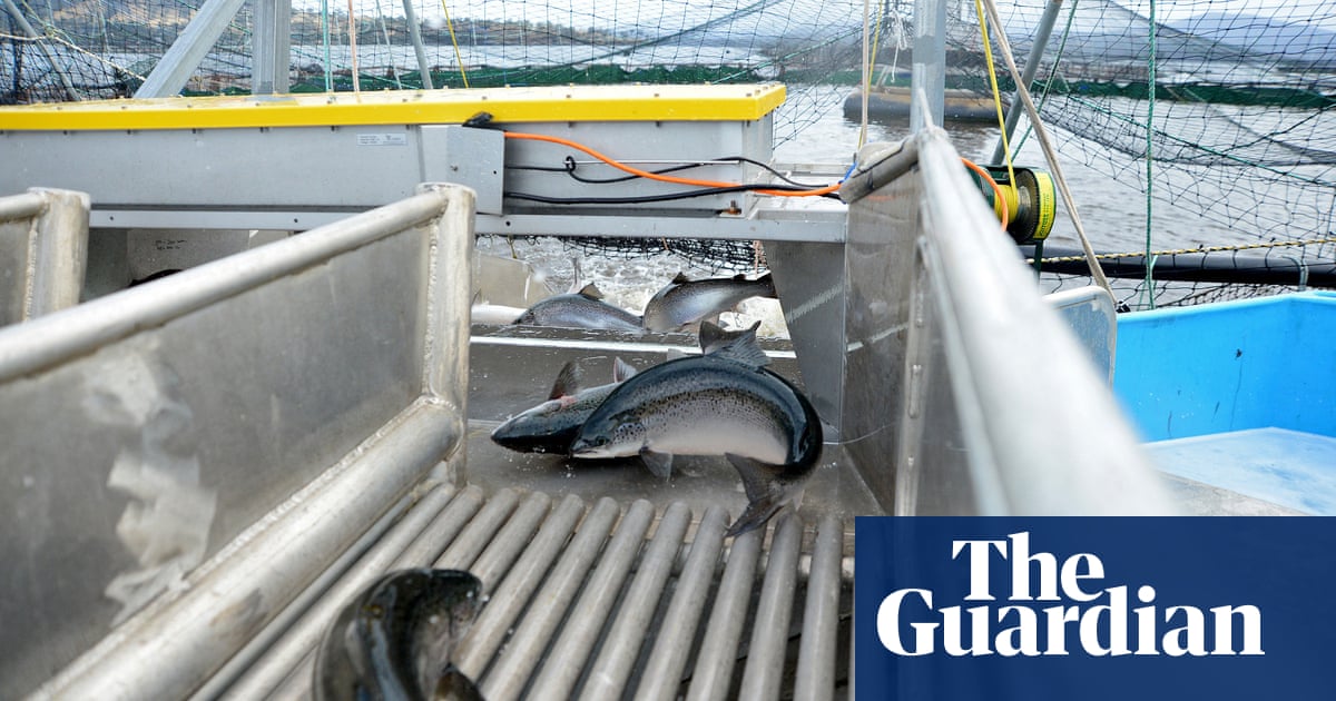 Antibiotics found in wild fish near Tasmanian salmon farms at nearly five times allowed limit, report shows | Tasmania | The Guardian