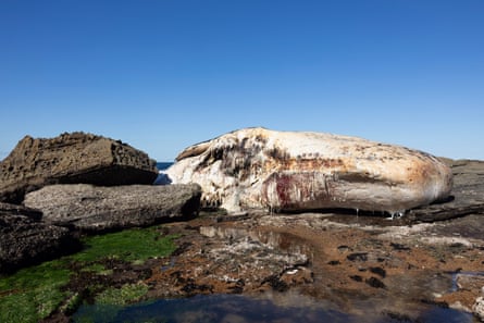 Whale carcass