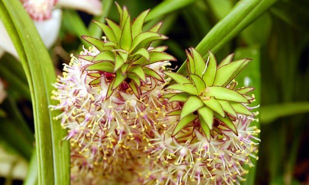pineapple lily flowers, whose blooms look rather like pineapples