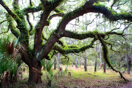 A live oak covered with ferns on Cumberland Island, Georgia