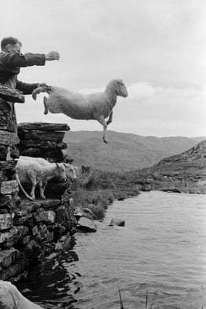 Sheep being thrown into the stream in Hafod y Llan, Snowdonia, 1951