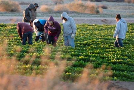 Agricultural workers tend a field in the early morning hours.