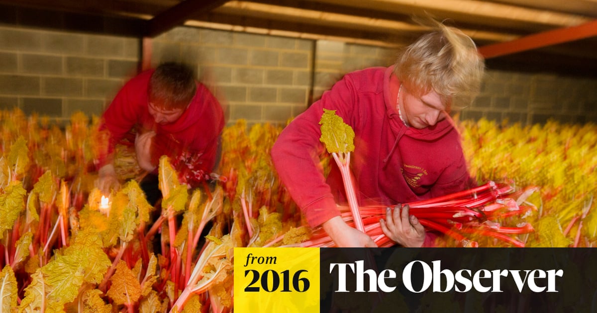 Mysteries of the Rhubarb Triangle, revealed by Martin Parr