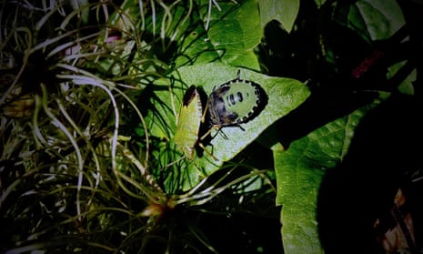 Common green shield bugs