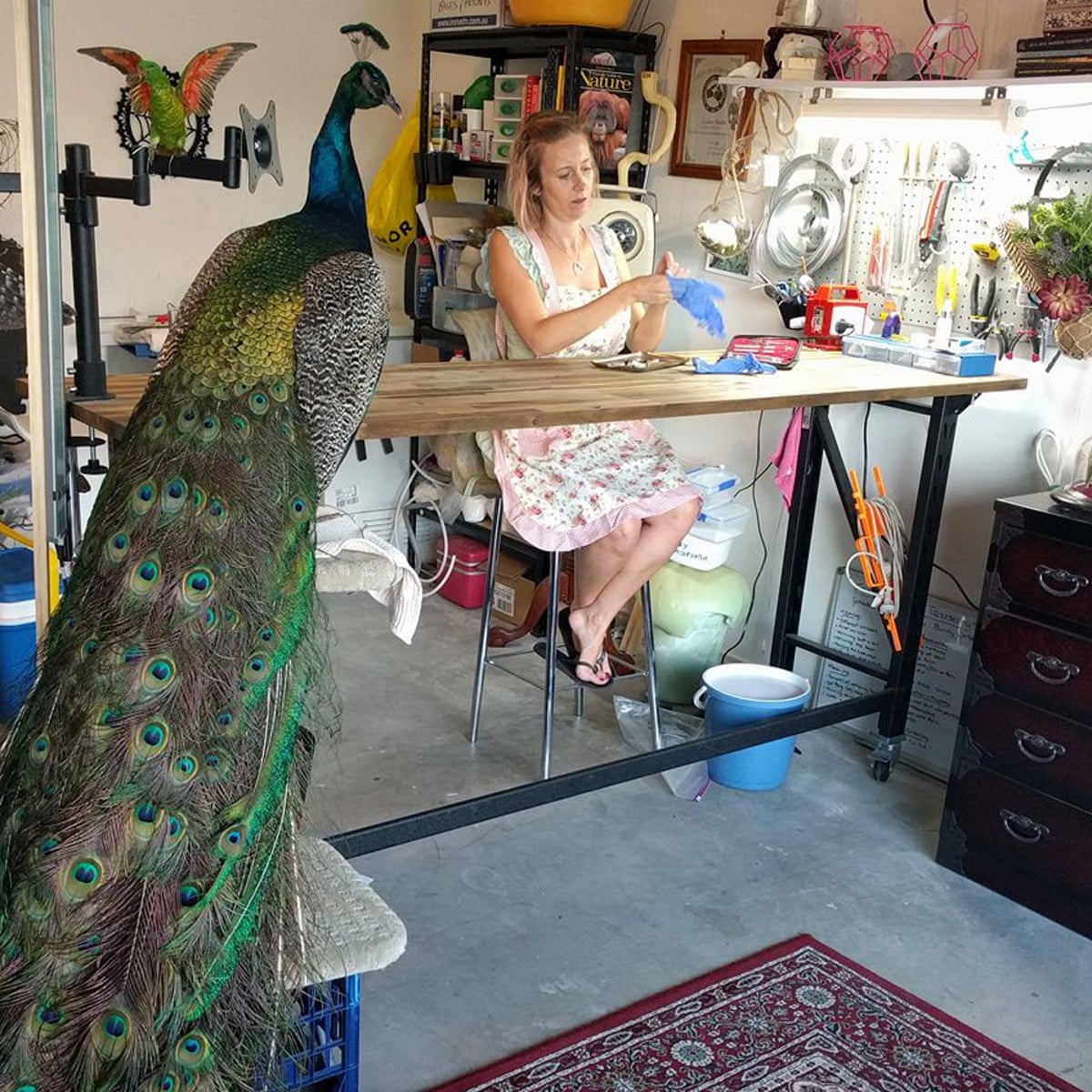 Bird Taxidermy The Australian Specialists Who Love Birds In Life And Death Australian Bird Of The Year 2021 The Guardian
