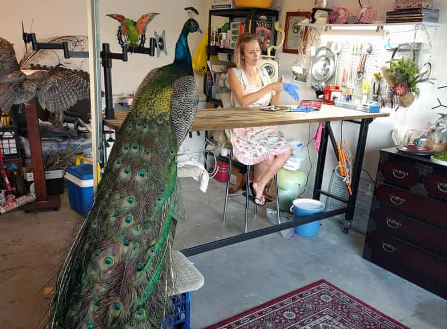 Lauren Hundloe working on a peacock