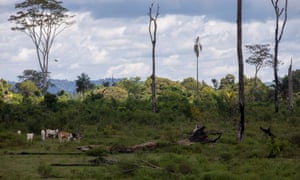 Cattle on the Lagoa do Triunfo farm