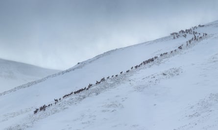 A herd of red deer in the Cairngorms National Park, Scotland.