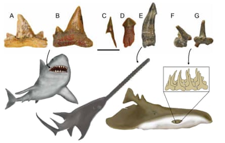 Fossil teeth of chondrichthyes and reconstructions of the animals from which they came: shark, sawfish shark and electric ray.