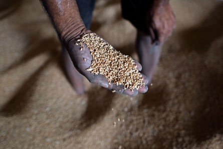a person holding grains