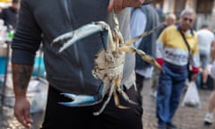 A blue crab being held up by a man
