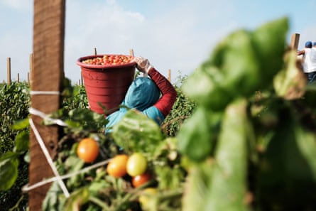 a person carrying a bucket of tomatos