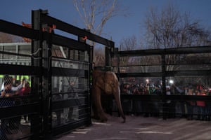 An elephant enters an outdoor enclosure watched by a crowd of people