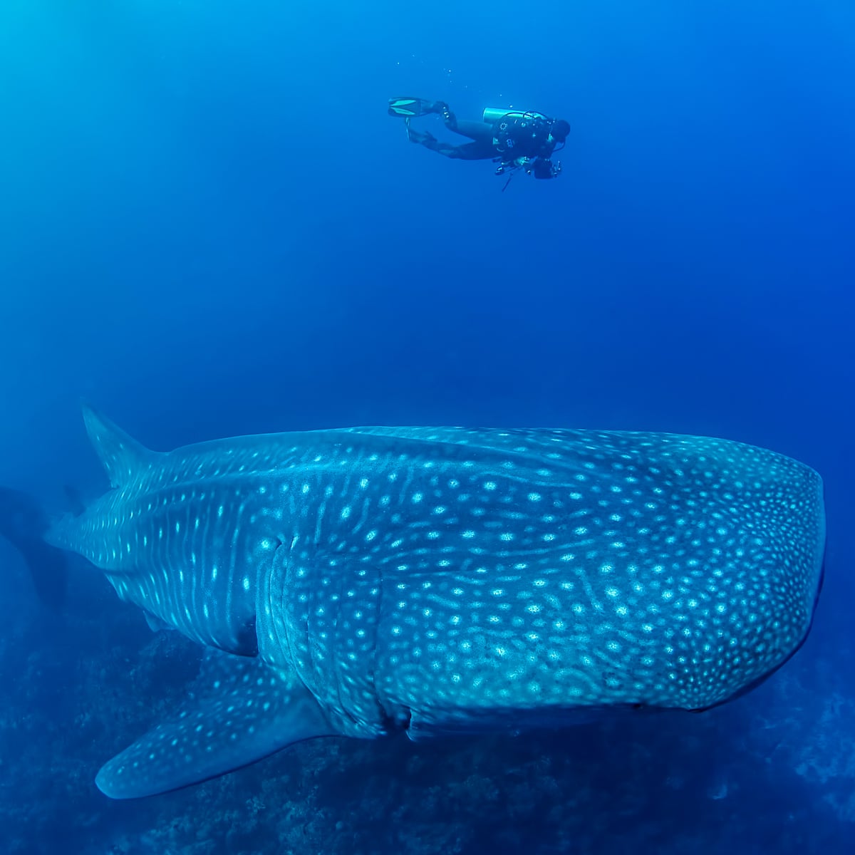 The ocean's largest mystery – why has no one seen a whale shark