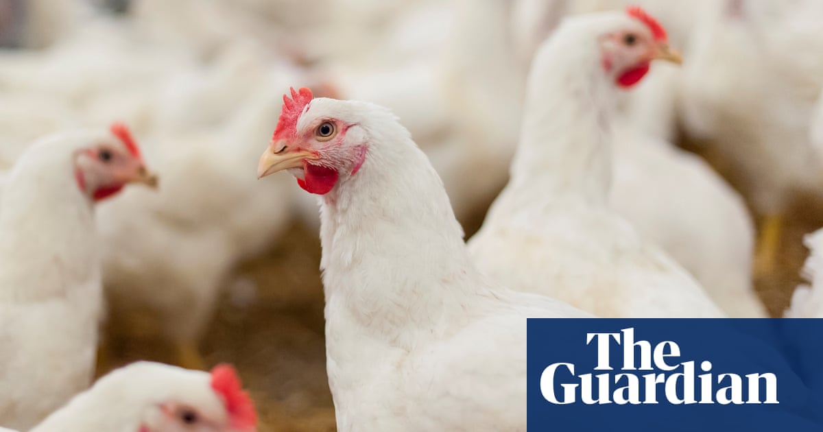 AI could improve welfare of farmed chickens by listening to their squawks