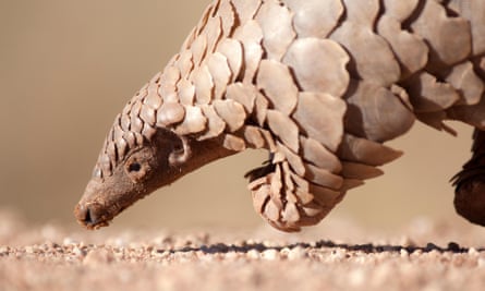 Pangolin searching for ants