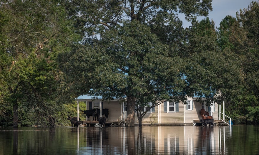 Cows take refuge from floodwaters on a porch.