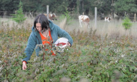 A woman grows raspberries to use at home in her indigenous community as they isolate in Tirúa, Chile, on 7 May. 