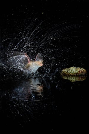 Vice-campeão da categoria Mamíferos: Mammals Splash !!! por Antonio Leiva Sanchez (Espanha) Morcego Orelhudo Menor em Sucs, Espanha