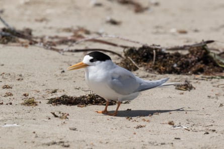 Fairy tern