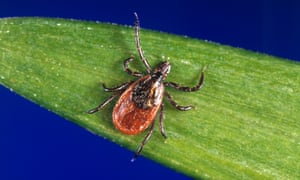 A blacklegged tick - also known as a deer tick.