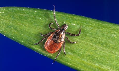 How Afraid Should We Be Of Ticks And Lyme Disease Health Wellbeing The Guardian How Afraid Should We Be Of Ticks And Lyme Disease Health Wellbeing The Guardian