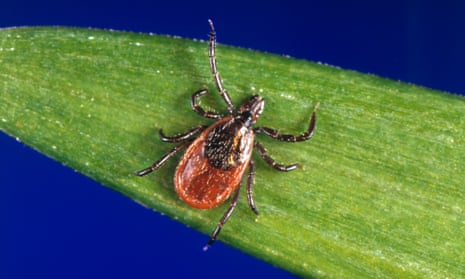 A blacklegged tick - also known as a deer tick. 