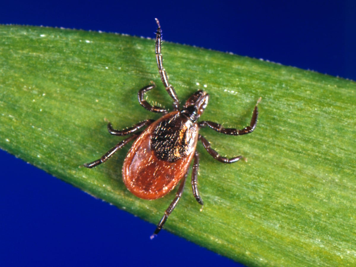Parts Of Uk Identified As High Risk Areas For Lyme Disease Infectious Diseases The Guardian Parts Of Uk Identified As High Risk Areas For Lyme Disease Infectious Diseases The Guardian
