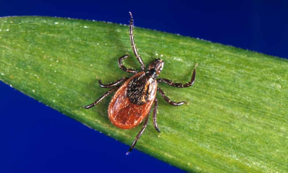 A blacklegged tick - also known as a deer tick