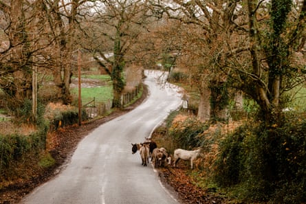 Donkeys by the side of a English country road in autumn or winter.