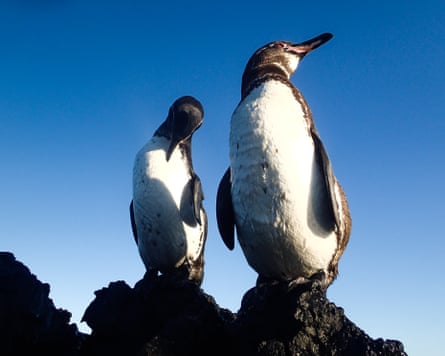 Can’t beat the heat … the population of Galápagos penguins falls sharply during El Niño years.