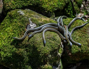 Red-sided garter snakes emerge from their wintering den in Narcisse, Manitoba, Canada