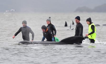 Rescuers work to save a pod of whales stranded on a sandbar in Macquarie Harbour, Tasmania