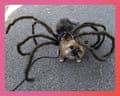 A small dog wears a spider costume with furry legs at a Halloween dog parade
