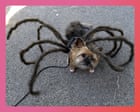 ‘It’s the last Halloween of my 30s and I want to show off my bod’: your favourite DIY costumes