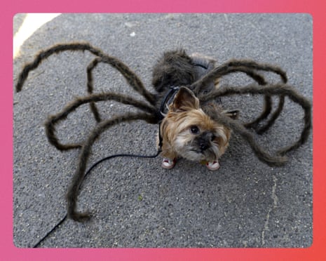 A small dog wears a spider costume with furry legs at a Halloween dog parade
