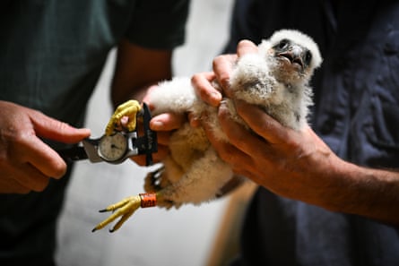 A chick being held in the hands of one man while another holds some kind of instrument up to its claw