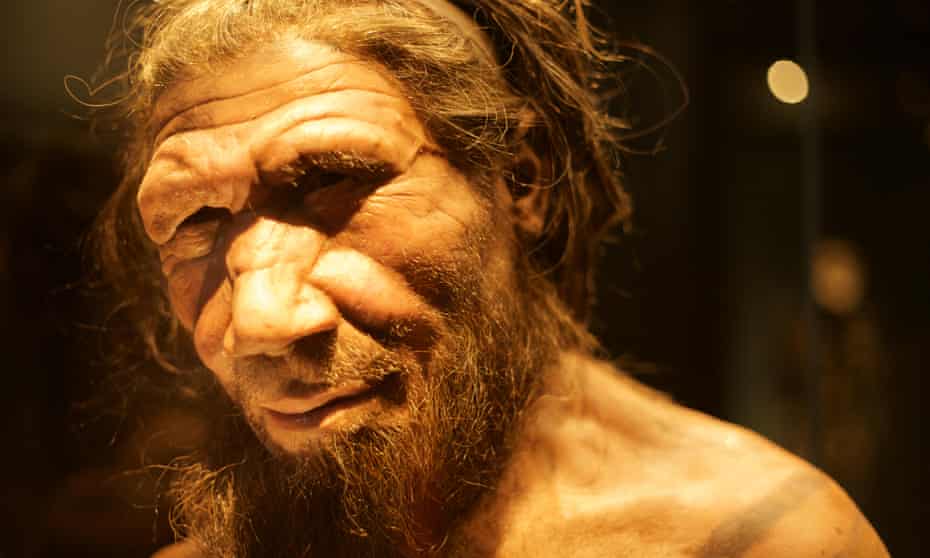 A reconstruction of a Neanderthal created for the Natural History Museum in London.