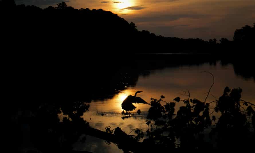 A great blue heron is silhouetted by the reflection of the rising sun at Lake Johnson Park in Raleigh.