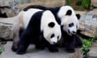 How two giant pandas loaned to Adelaide zoo tell the story of the ups and downs of China-Australia relations