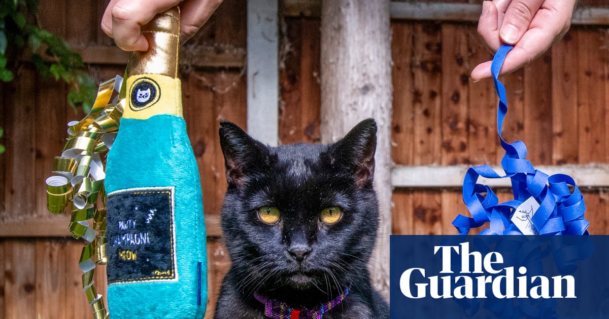 ‘Indolent and not photogenic’: can I make my reluctant cat a social media star in seven days?