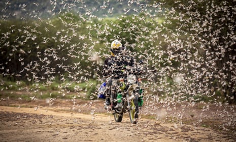 A swarm of desert locusts in Kipsing