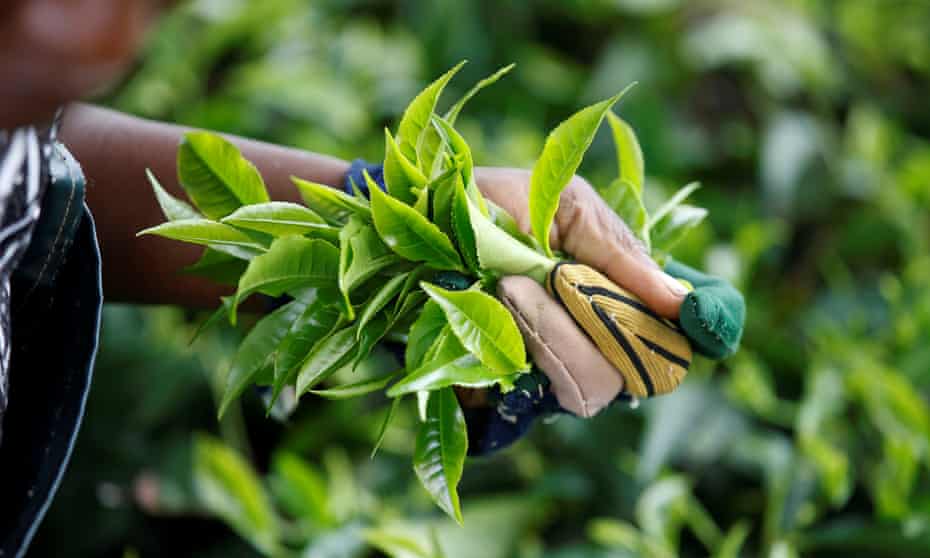 A worker picks tea leaves at a plantation near Nairobi, Kenya