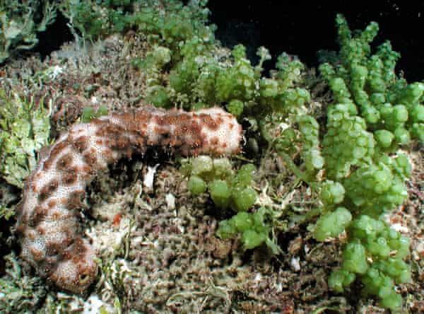 A sea cucumber feeds on algae often referred to as sea grapes Fiji