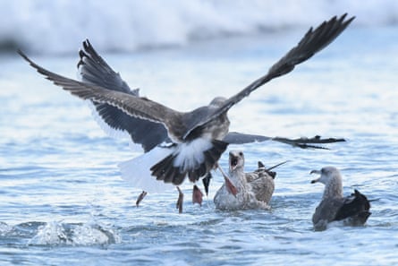 Birds compete to eat a dead fish in the surf after an oil spill in Huntington Beach, California on Monday.