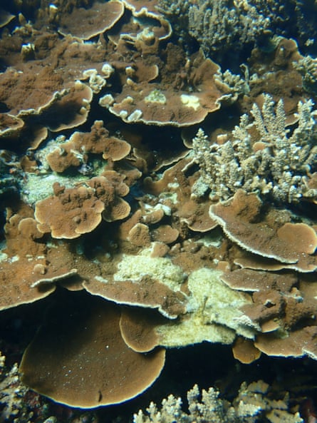 a montipora coral with white syndrome