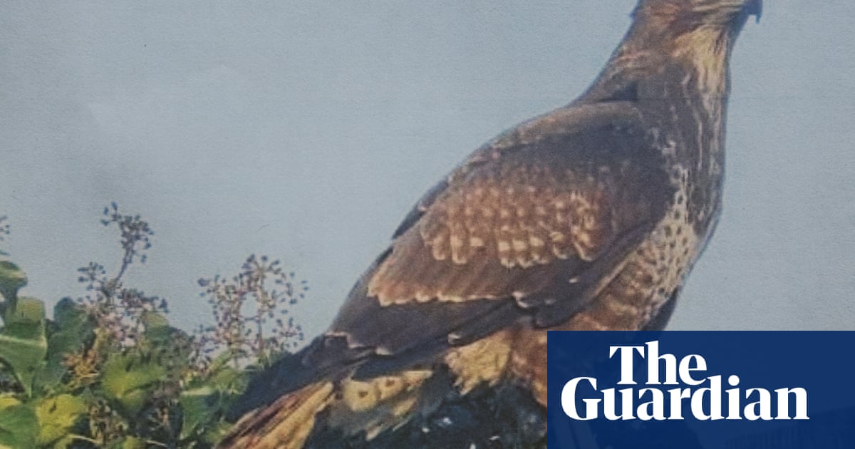 Brenda the buzzard terrorises children at Havering primary school