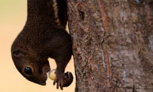 did you solve it do your nut with the squirrel puzzle science