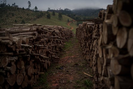 Pine and eucalyptus cut trees are piled in stacks.