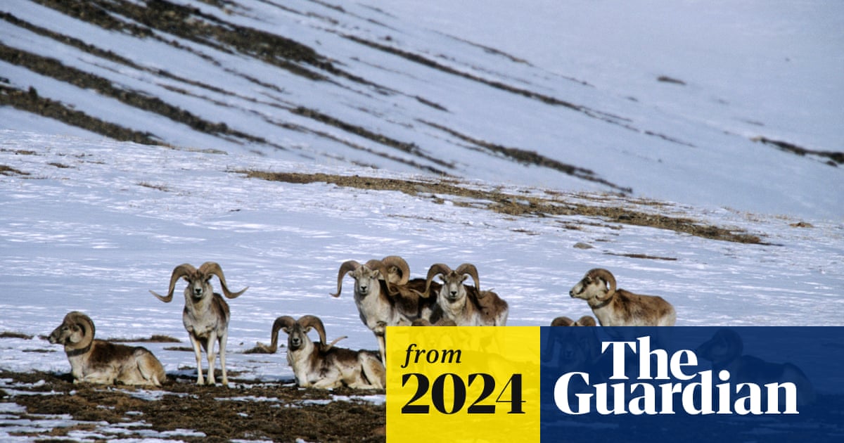 amp.theguardian.com